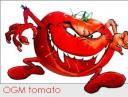 ogmtomato